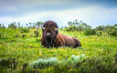 American Bison in Field of Flowers