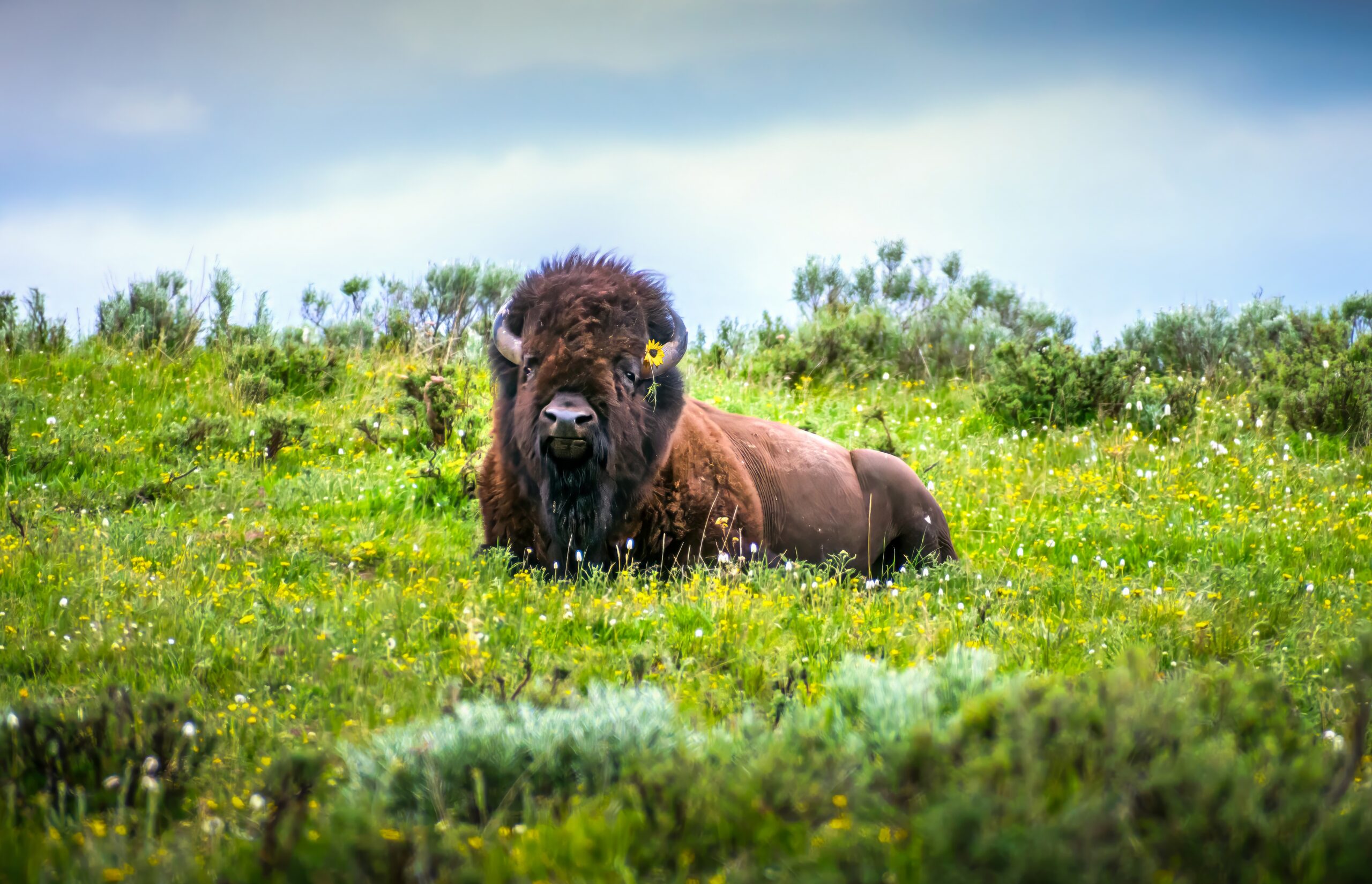 American Bison in Field of Flowers American Bison in Field of Flowers