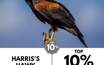 Viewbug.com: Top 10% Most Voted in ‘Animal Kingdom’ Photo Contest