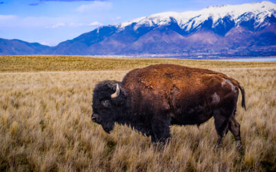 Bison in Antelope Island