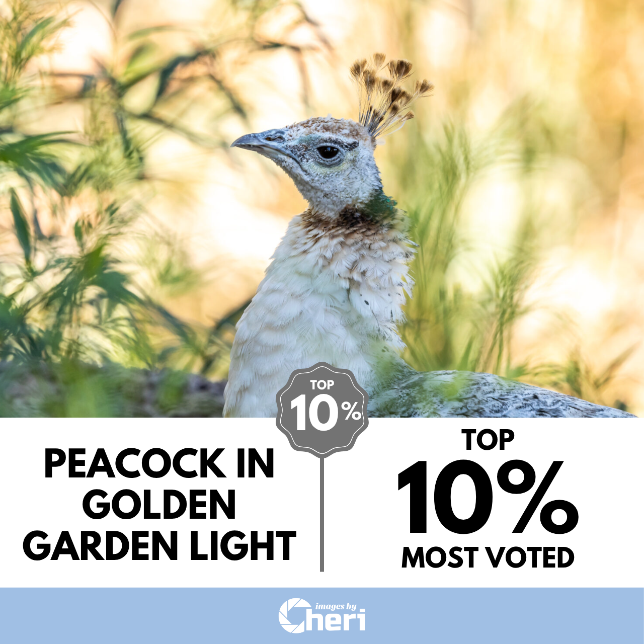 Peacock in Golden Garden Light_UNFILTERED Magazine