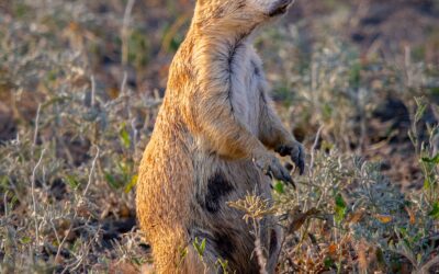 Prairie Dog On Alert