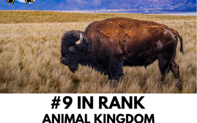 Viewbug.com: Top 10% Most Voted in ‘Animal Kingdom #9’ Photo Contest
