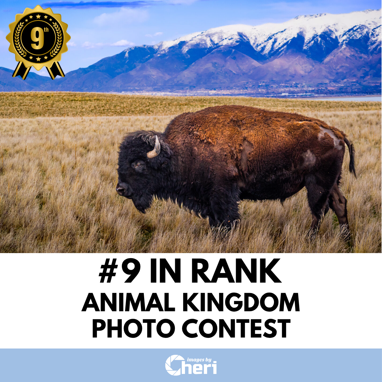 Snow-Kissed Bison_Animal Kingdom