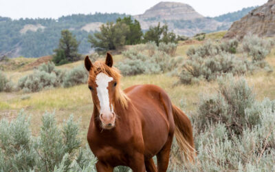Wild horses straying from California, Nevada to be rounded up. Why?
