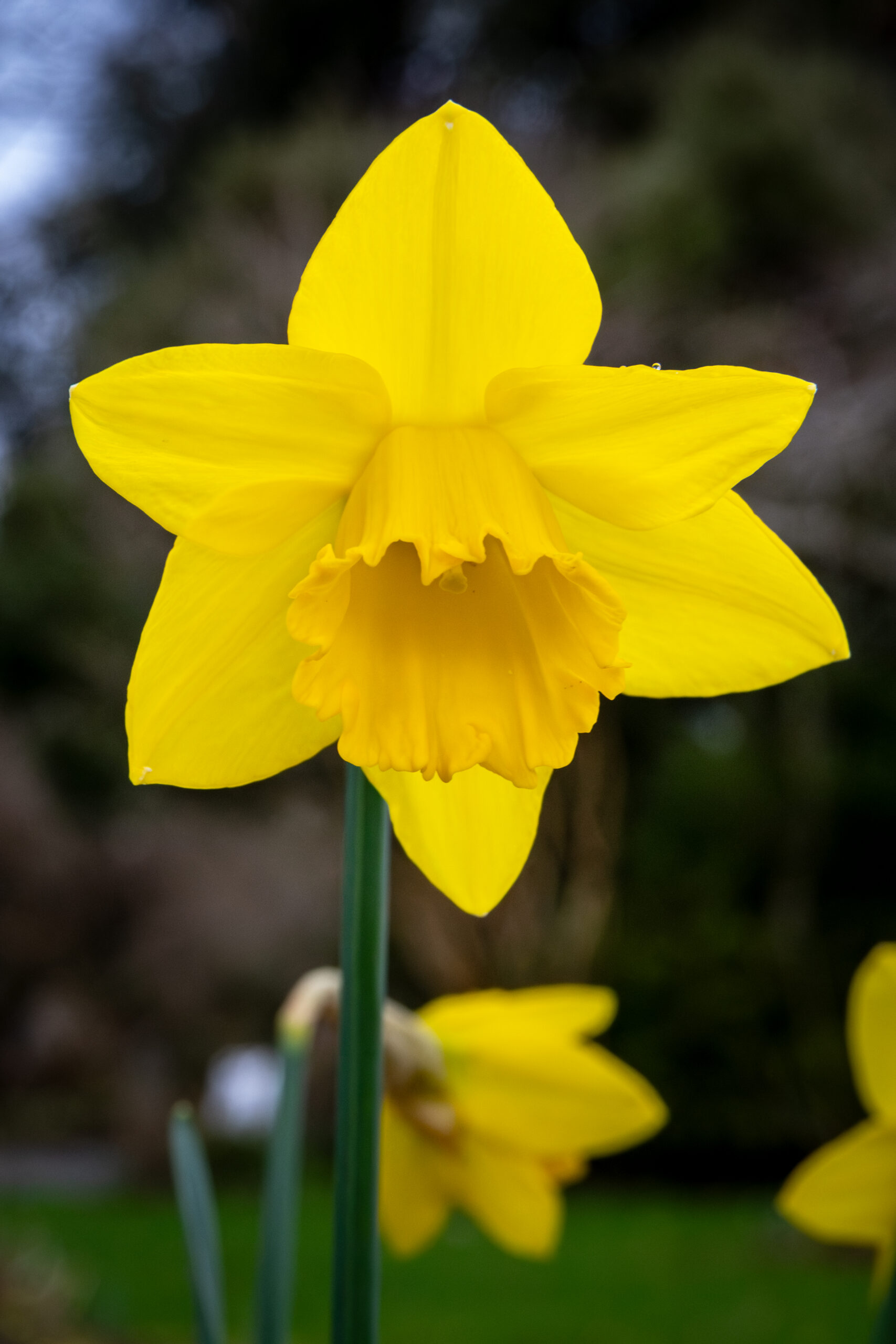 Seattle Washington Yellow Daffodil Seattle Washington Yellow Daffodil