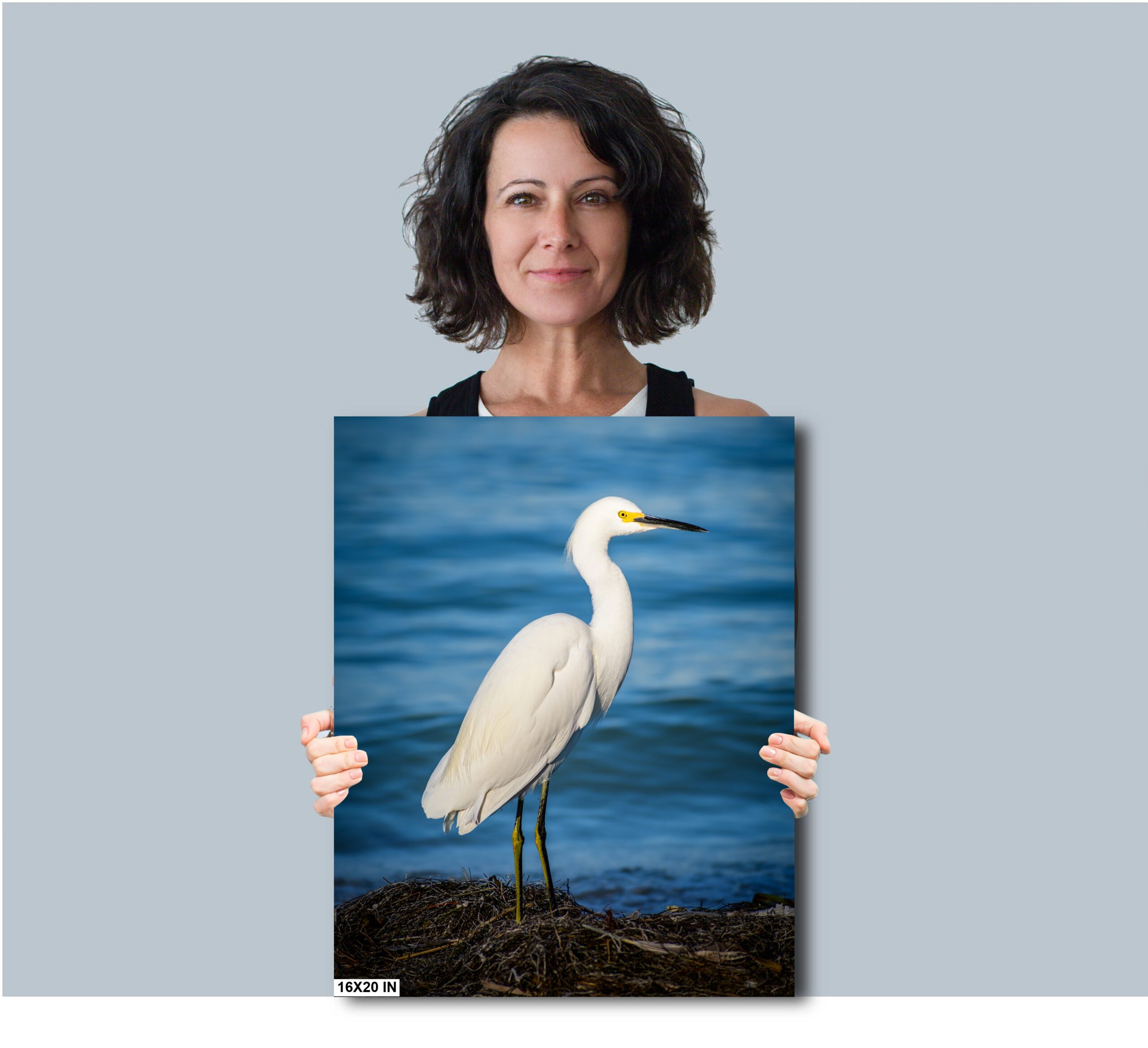 Pure As Driven Snow: Snowy Egret on the Shores of Anna Maria Diagram Pure As Driven Snow: Snowy Egret on the Shores of Anna Maria Diagram