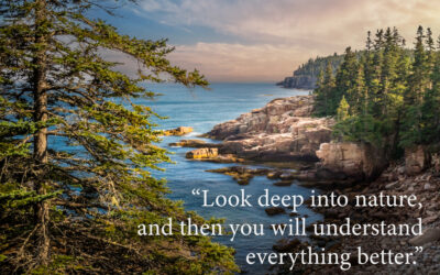 Albert Einstein: Look Deep Into Nature Coastal Forest Quote
