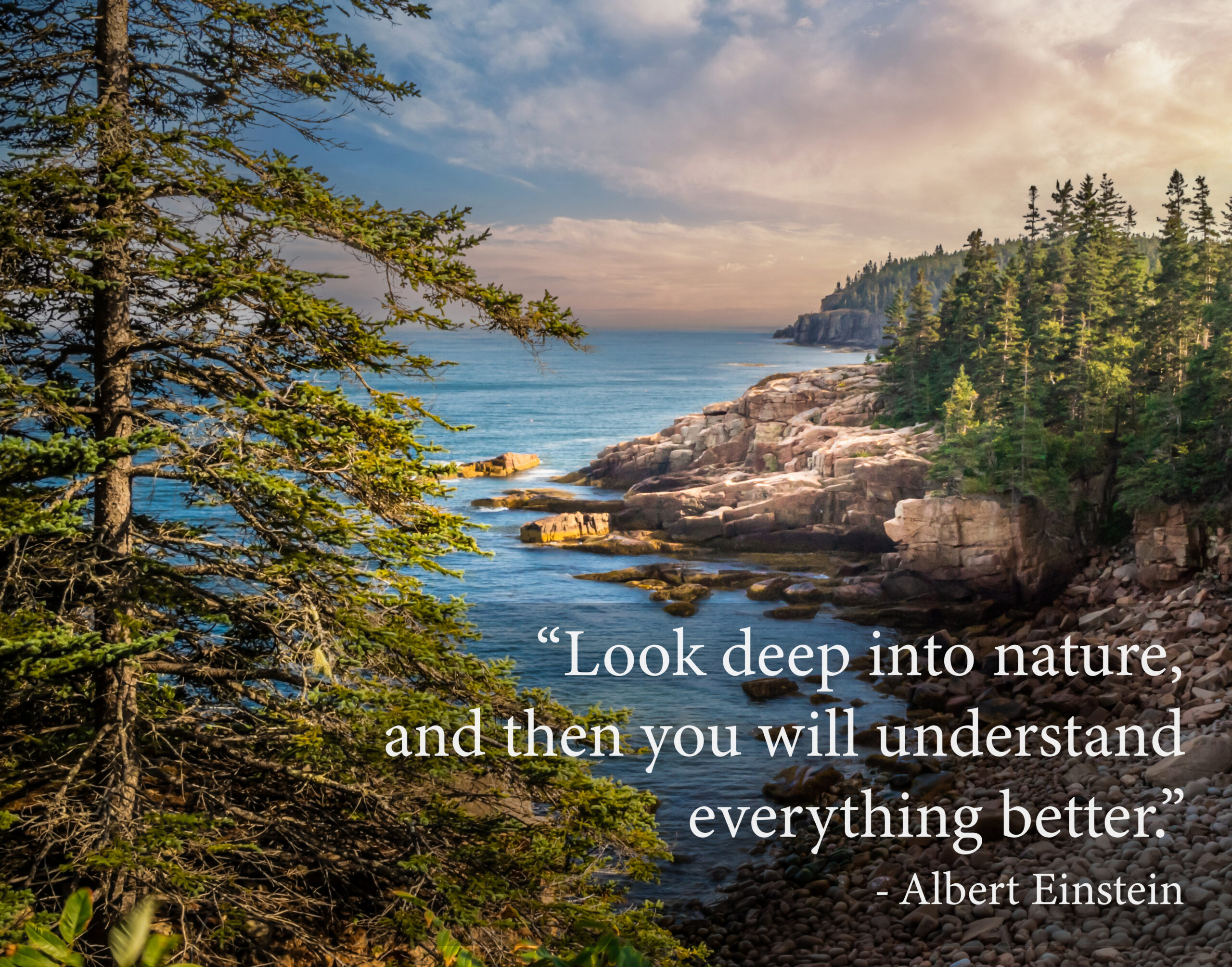 Albert Einstein: Look Deep Into Nature Coastal Forest Quote
