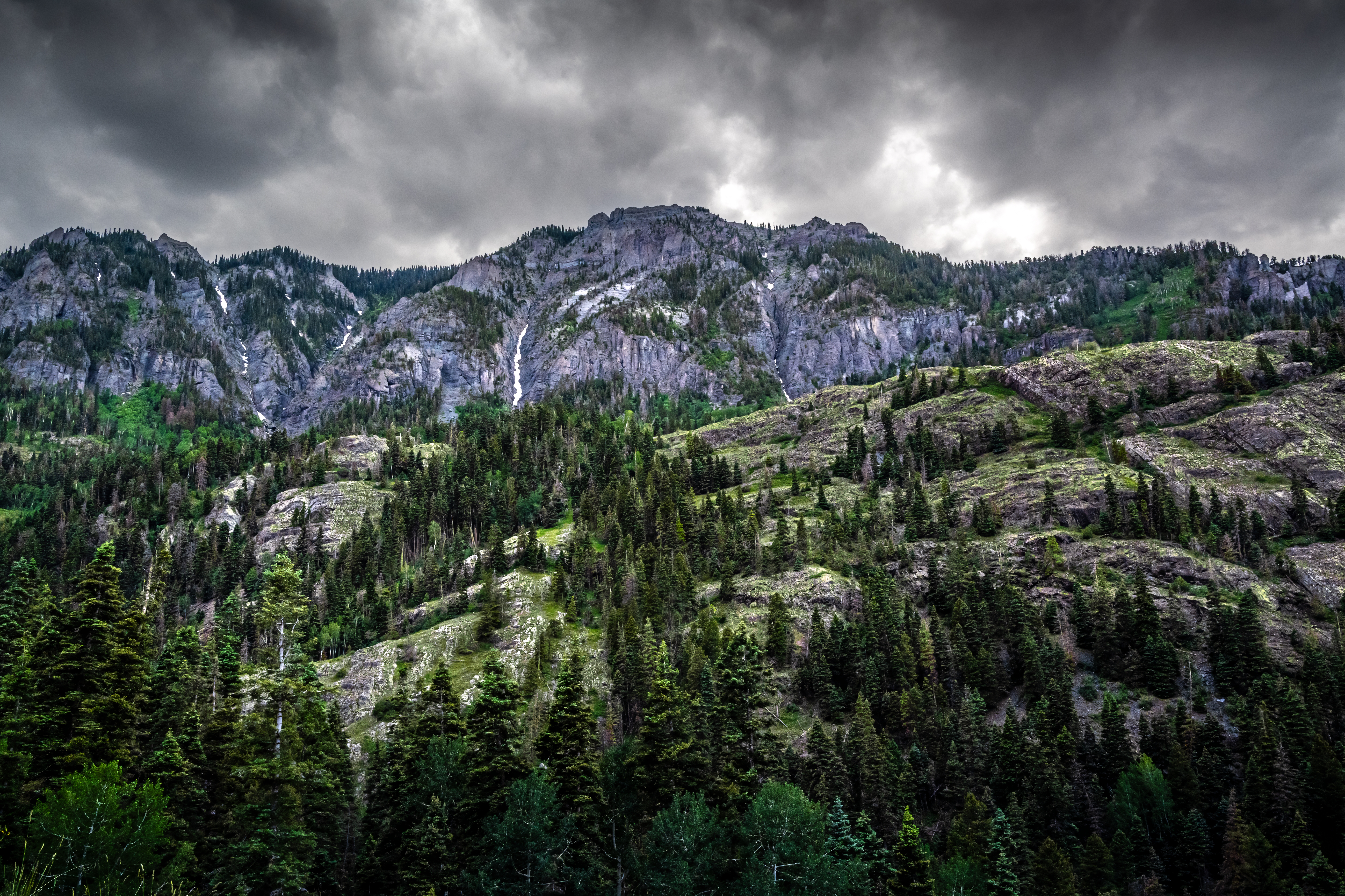 Ouray Colorado Evergreen Pines