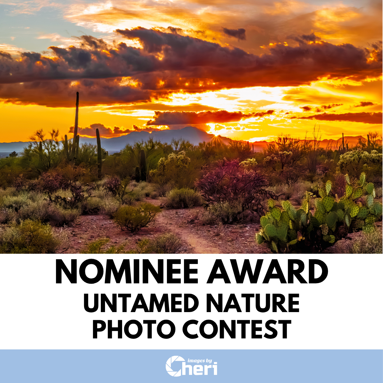 Fiery Sonoran Desert Sunset with Cactus_Untamed Nature