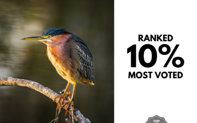 Viewbug.com: Top 10% Most Voted in ‘We Love Birds’ Photo Contest