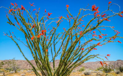Drought-Tolerant Plant That Could Survive Any Hot Yard