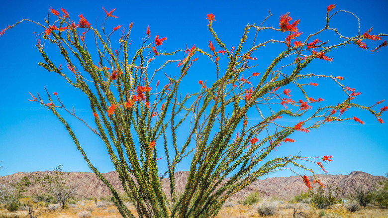 Drought-Tolerant Plant That Could Survive Any Hot Yard Drought-Tolerant Plant That Could Survive Any Hot Yard