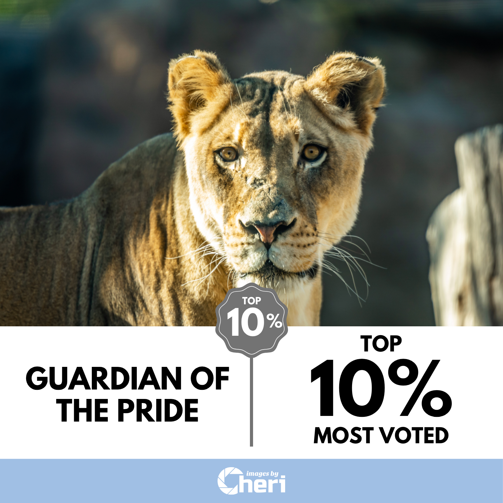 Guardian of the Pride_Wildlife