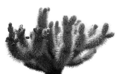 Black and White Joshua Tree Cholla Cactus