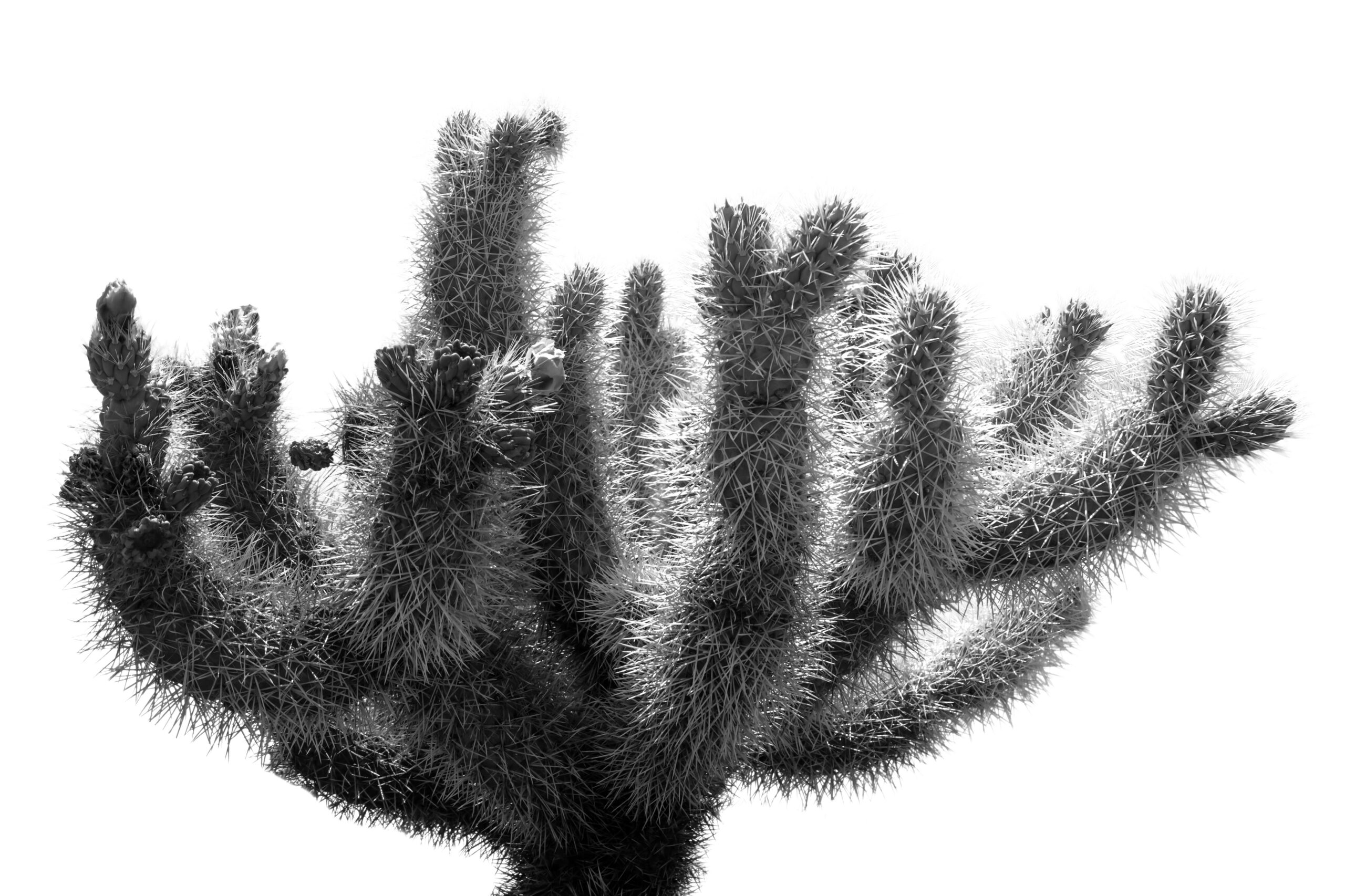 Black and White Joshua Tree Cholla Cactus