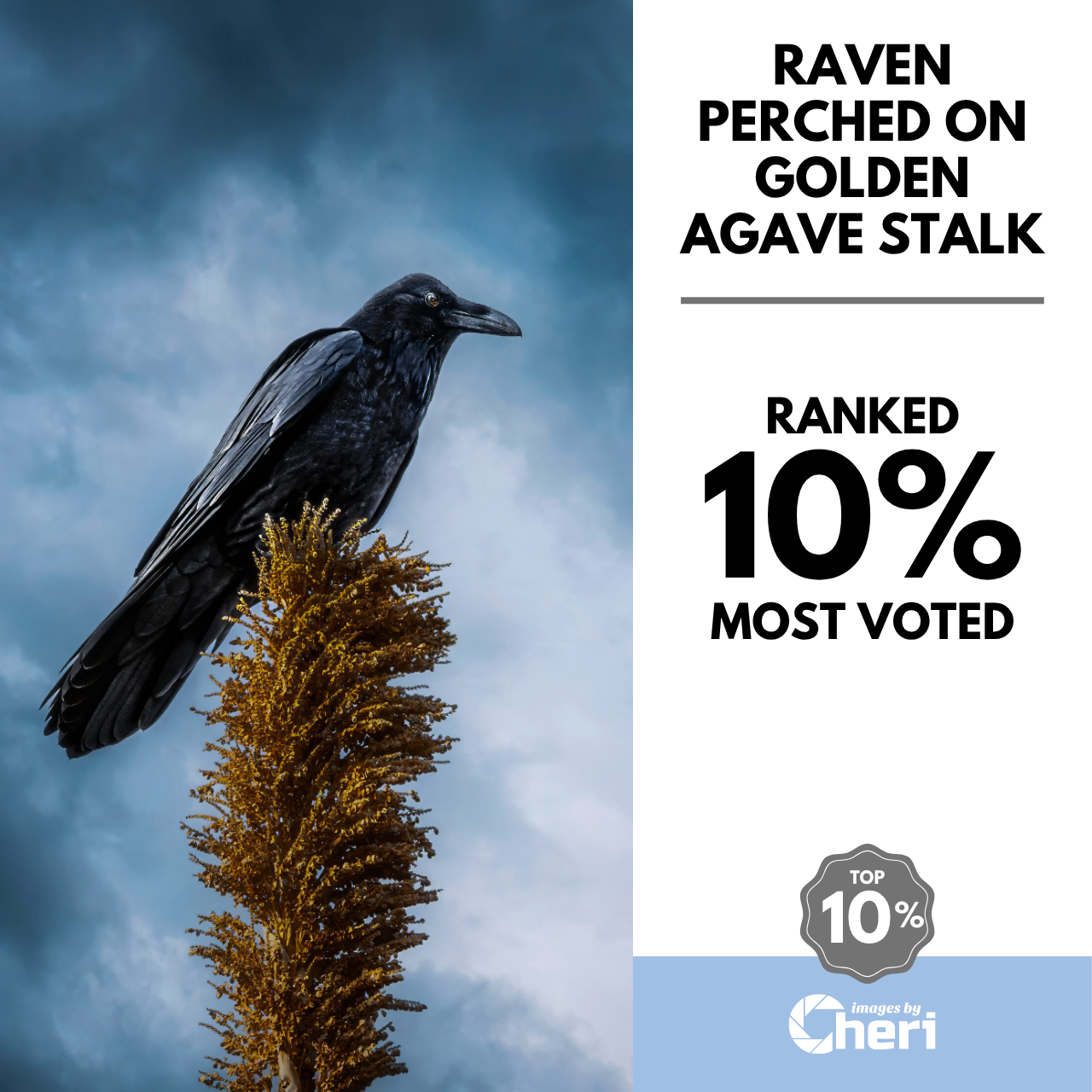 Raven Perched on Golden Agave Stalk_We Love Birds