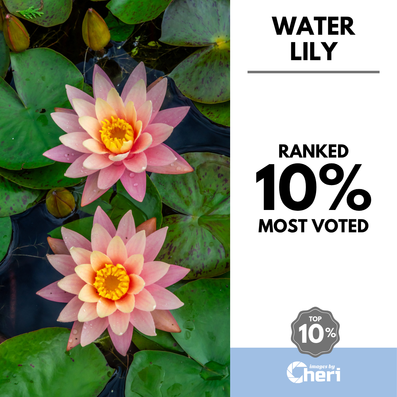 Water Lily_UNFILTERED Magazine
