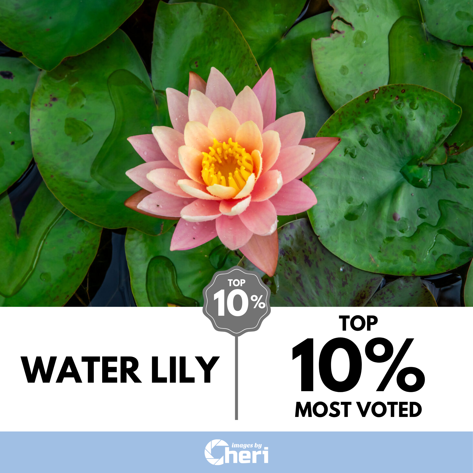Water Lily_Welcome Spring