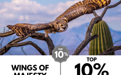 Viewbug.com: Top 10% Most Voted in ‘We Love Birds’ Photo Contest