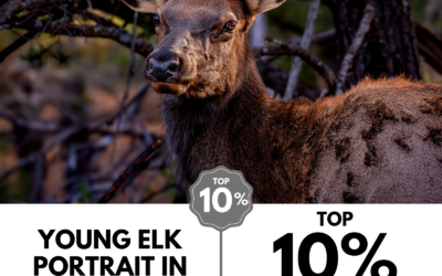 Viewbug.com: Top 10% Most Voted in ‘Rules of Thirds’ Photo Contest
