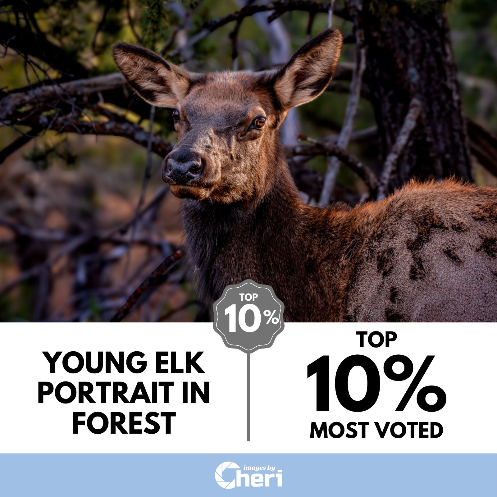 Young Elk Portrait in Forest_Rule of Thirds