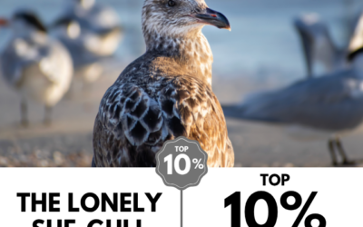 Viewbug.com: Top 10% Most Voted in ‘The Lonely She-Gull’ Photo Contest