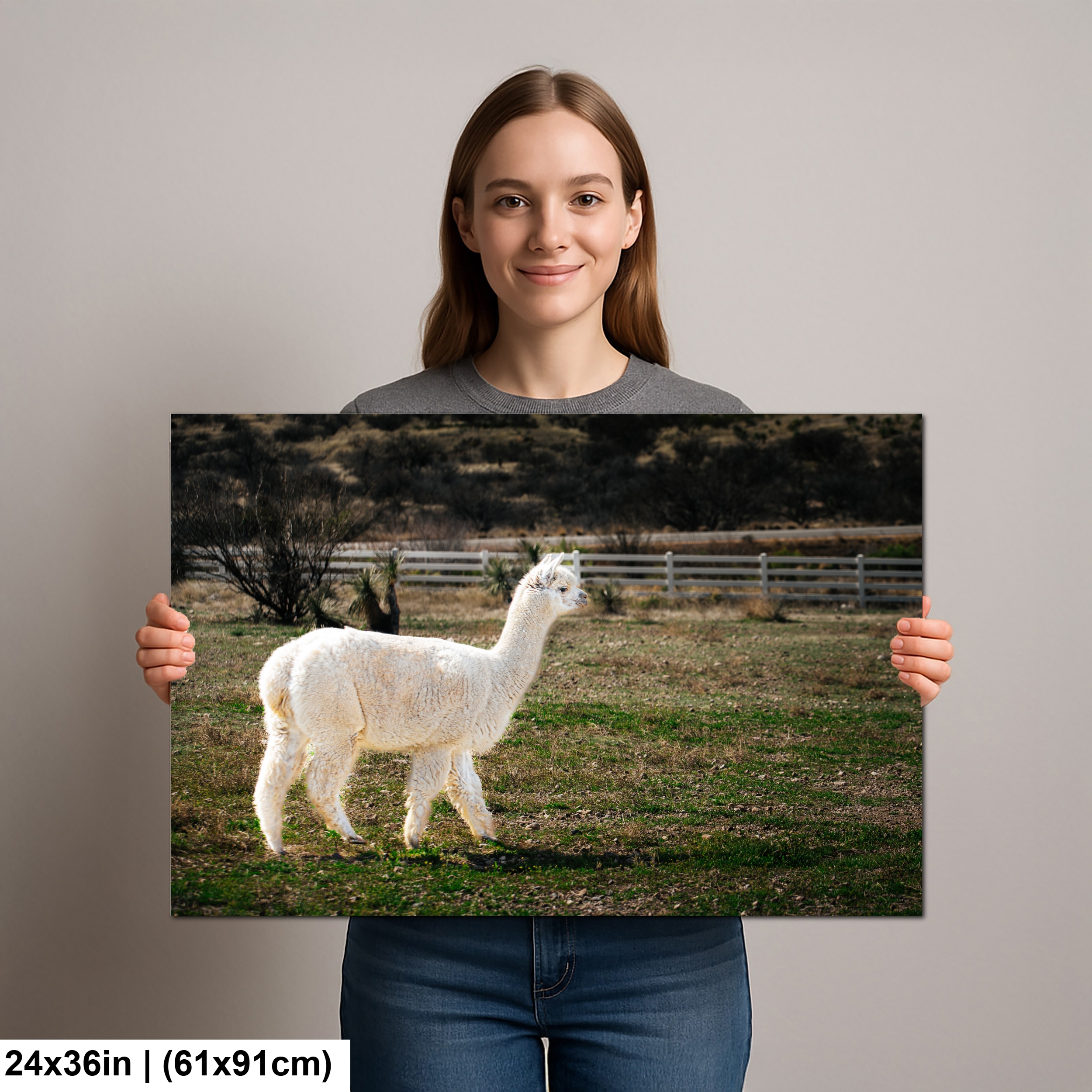 White Alpaca Walking: South American Camelid Farm Photo Wall Art Decor Diagram