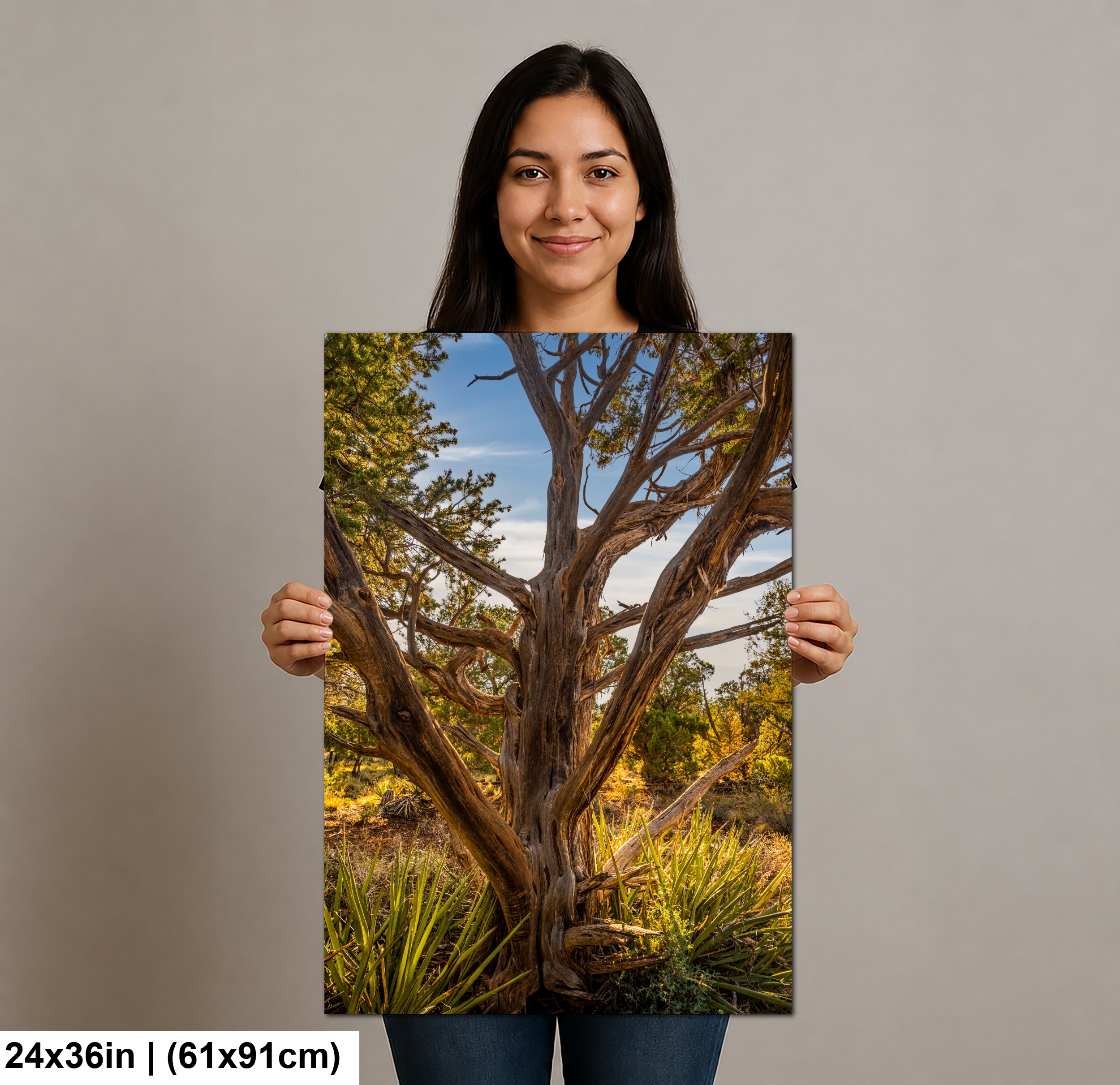Ancient Juniper Tree in Mesa Verde National Park, Cortez Colorado Diagram