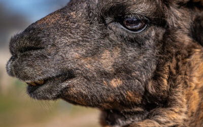 Brown Alpaca Portrait: Tucson Arizona Farm Animal Home Decor Photo Wall Art