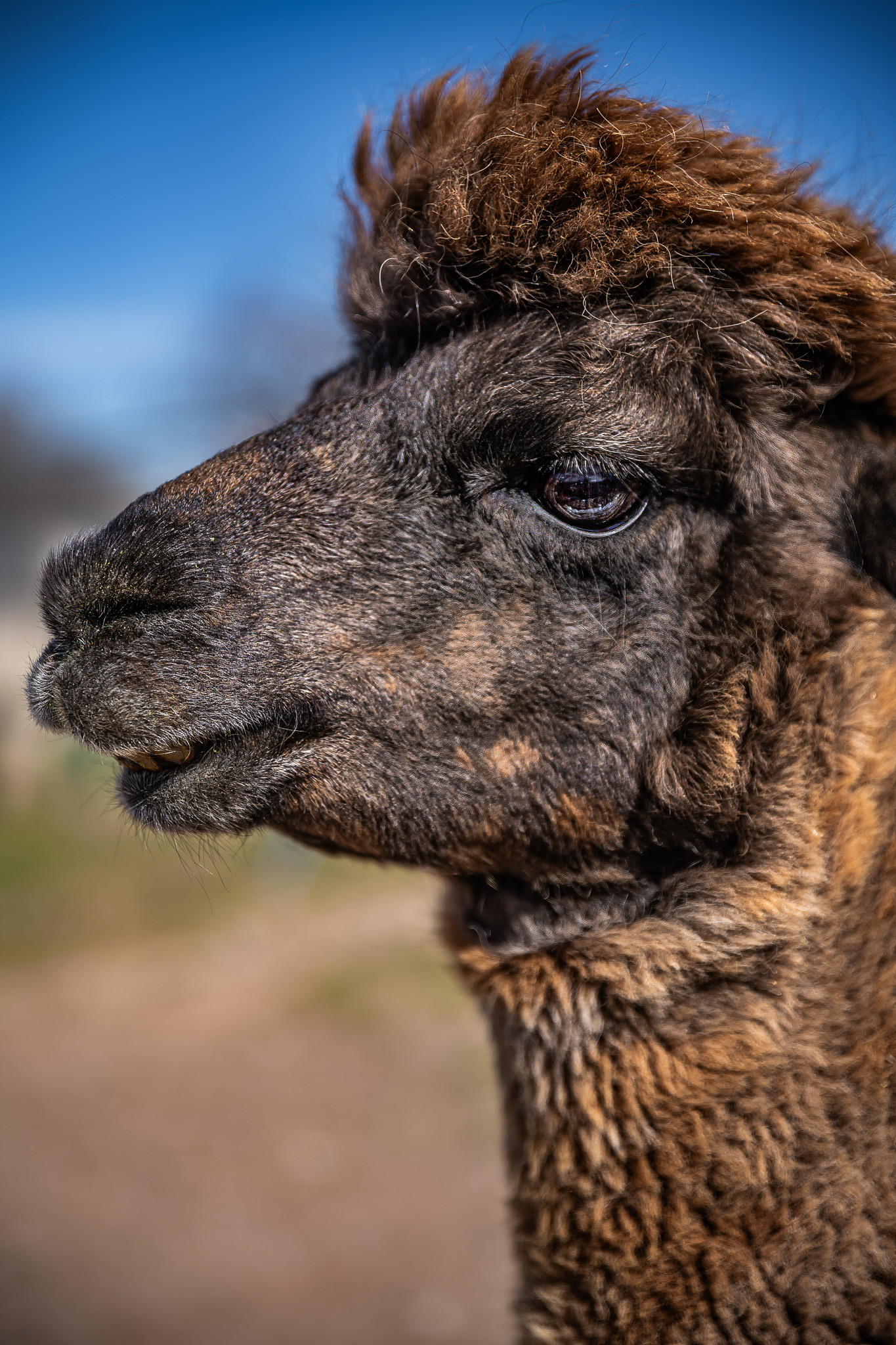Brown Alpaca Portrait: Tucson Arizona Farm Animal Home Decor Photo Wall Art Brown Alpaca Portrait: Tucson Arizona Farm Animal Home Decor Photo Wall Art