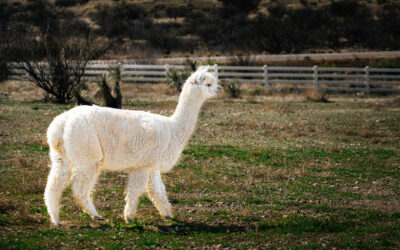 White Alpaca Walking: South American Camelid Farm Photo Wall Art Decor