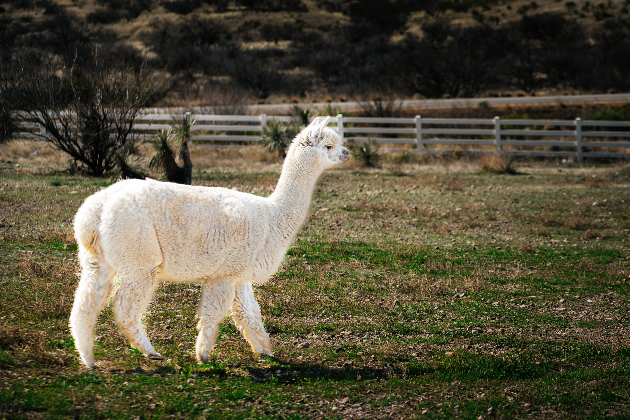 White Alpaca Walking: South American Camelid Farm Photo Wall Art Decor