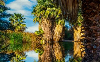 Oasis Reflections at California Hot Springs Palm Desert