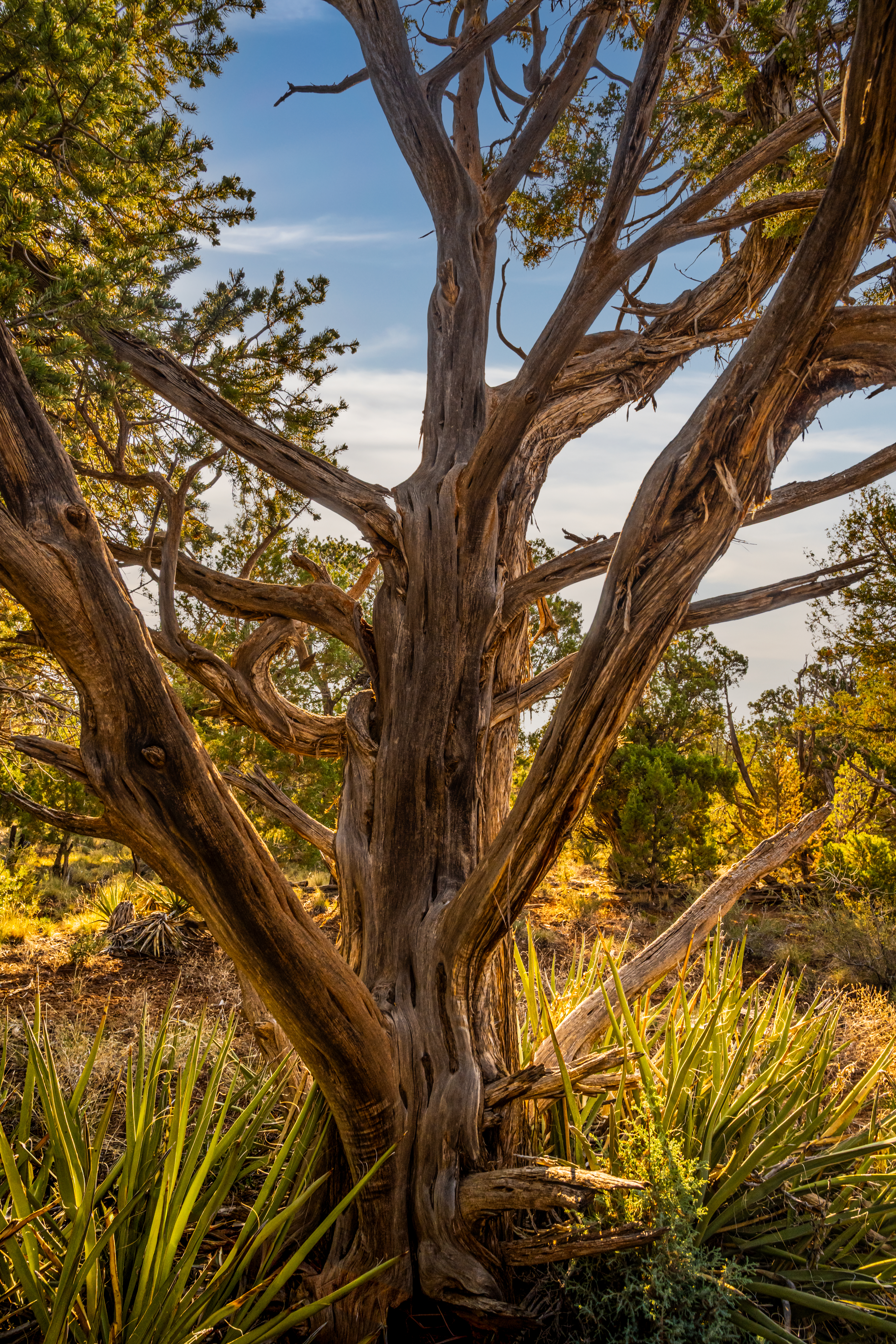 Ancient Juniper Tree in Mesa Verde National Park, Cortez Colorado