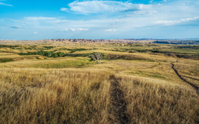 Solitary Prairie Tree: Badlands National Park South Dakota Photo Wall Art