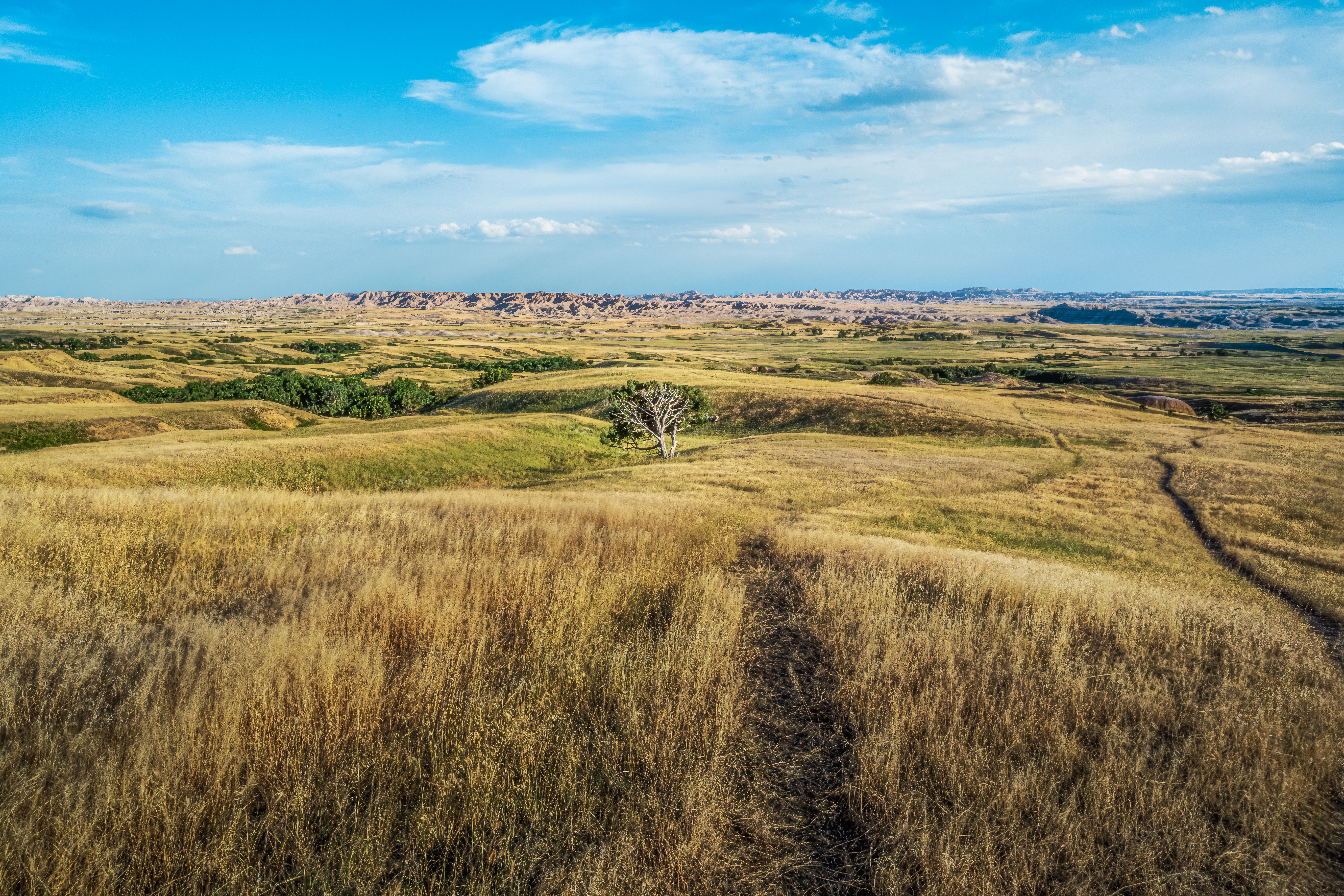 Solitary Prairie Tree: Badlands National Park South Dakota Photo Wall Art