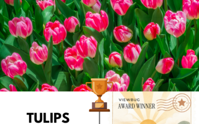 Tulips Earn a VIEWBUG Spotted Award