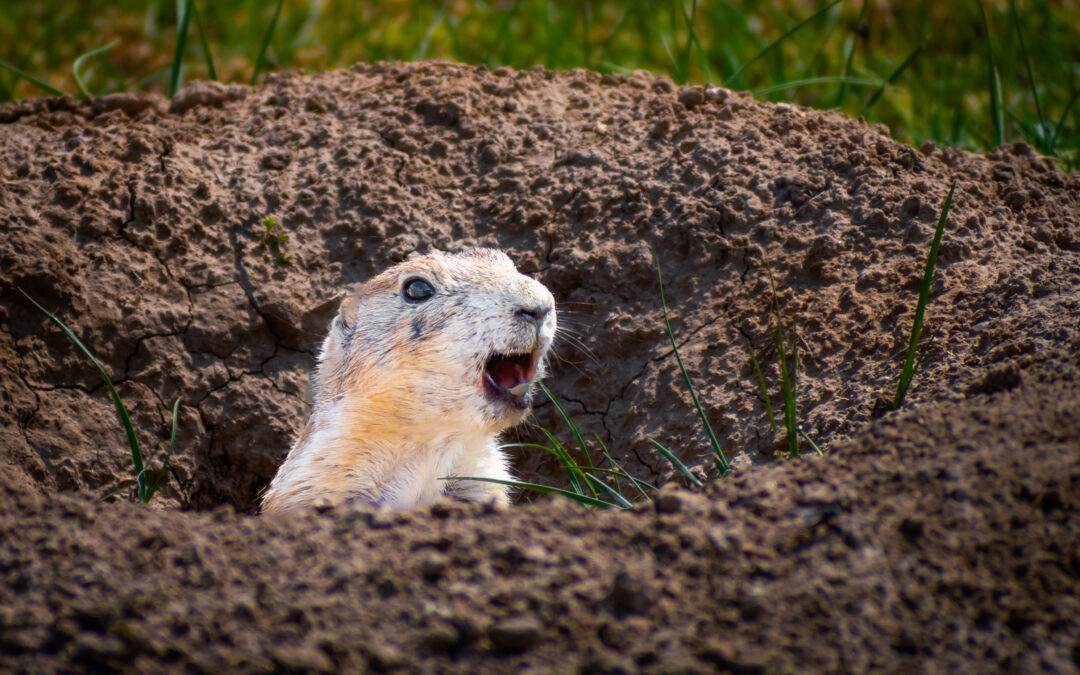 Burrow Scout: Prairie Dog Devils Tower