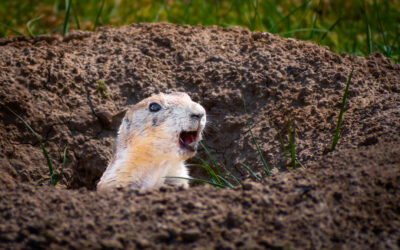 Burrow Scout: Prairie Dog Devils Tower