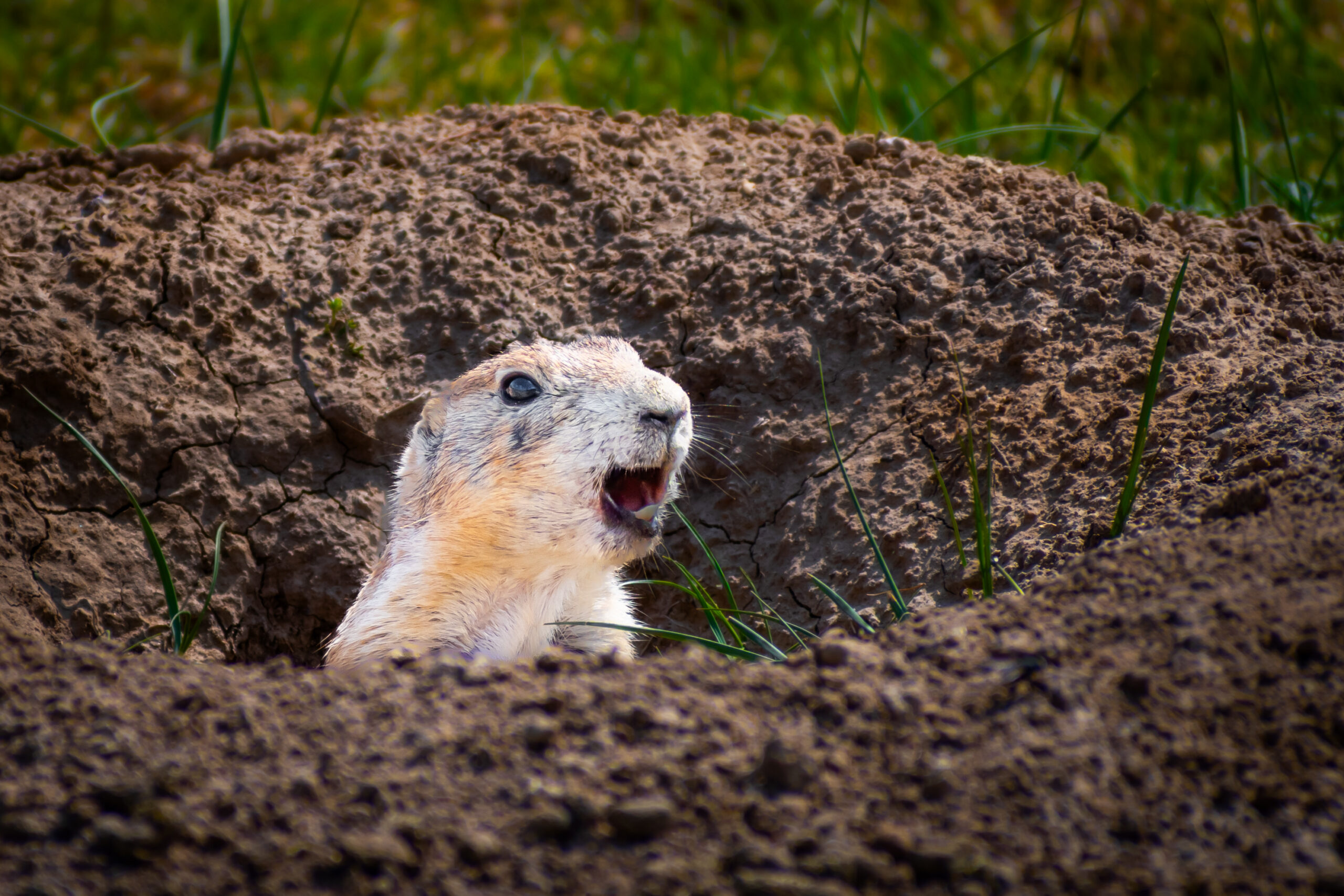 Burrow Scout: Prairie Dog Devils Tower Burrow Scout: Prairie Dog Devils Tower